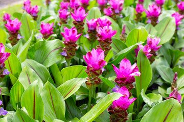 Pink flower of curcuma sessilis gage plant