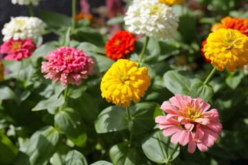 Colorful zinnia flowers blooming  in the garden