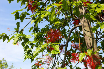 Illawarra flame tree with red flower