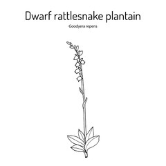 Dwarf rattlesnake plantain, or creeping ladys-tresses (goodyera repens), medicinal plant. © foxyliam