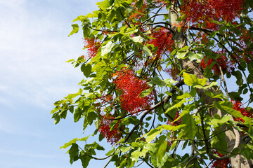 Illawarra flame tree with red flower