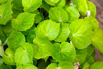 Begonia plants in the garden
