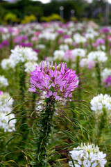 Cleome spinosa flower in the park