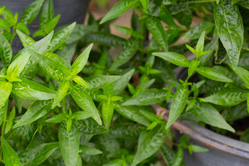 Andrographis paniculata plant in the garden