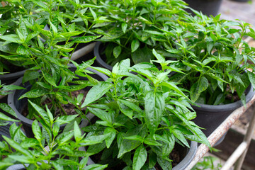 Andrographis paniculata plant in the garden