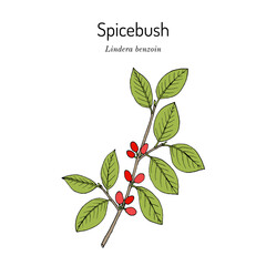 Spicebush (Lindera benzoin), edible and medicinal plant