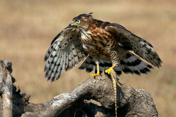 Crested Goshawk catches a bird on a tree, Crested Goshawk catches lizard