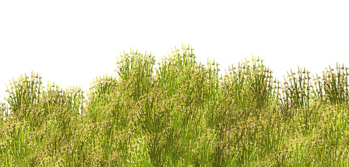 Green grass on transparent background. Lush green grass. Summer grass.