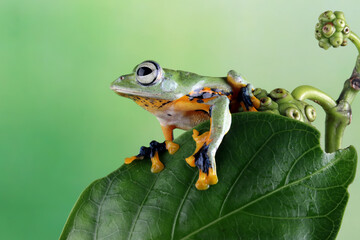 Tree frog on leaf, Gliding frog (Rhacophorus reinwardtii) sitting on leaves, Javan tree frog on branch, Indonesian tree frog