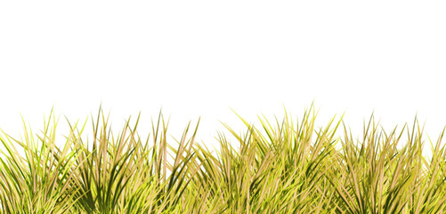 Green grass on transparent background. Lush green grass. Summer grass.