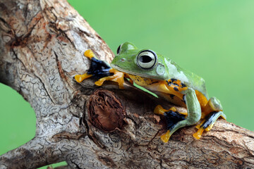 Tree frog on wood, Gliding frog (Rhacophorus reinwardtii) sitting on leaves, Javan tree frog on branch, Indonesian tree frog