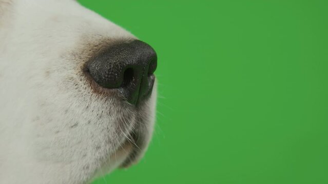 Lateral close up of white young dog black nose on chroma key background, cropped