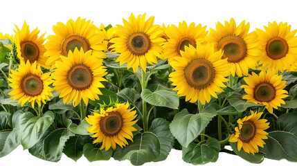 sunflower field isolated on transparent background, element remove background, element for design