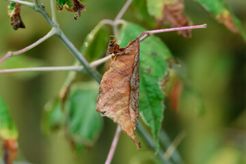 Choroba liści suche brązowe pozwijane liście na drzewach w ogrodzie 