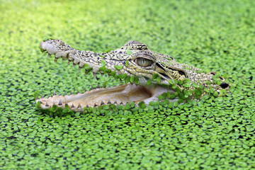 Crocodile comouflage on swamp, crocodile closeup