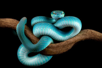 Blue viper snake closeup head on black background, viper snake ready to attack, blue insularis snake, Closeup head snake