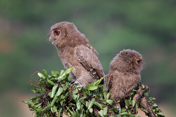 a couple Eurasian scoop owl on tree, Eurasian scoop owl closeup