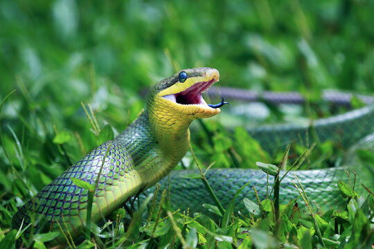 Head of Gonyosoma snake, Green gonyosoma snake looking around "Gonyosoma oxycephalum"
