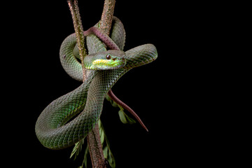 Trimeresurus Insularis closeup on branch, Indonesian viper snake closeup