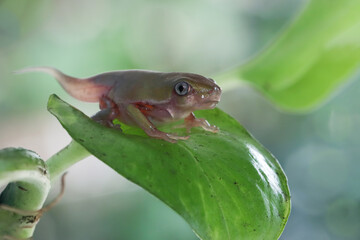 Metamorphosis tadpole of a Tiger-Legged Monkey Frog (Phyllomedusa hypochondrialis), Tiger-Legged Monkey Frog metamorphosis