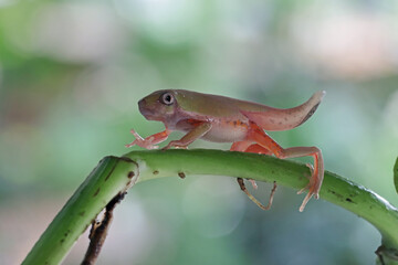 Metamorphosis tadpole of a Tiger-Legged Monkey Frog (Phyllomedusa hypochondrialis), Tiger-Legged Monkey Frog metamorphosis