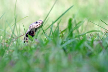 Naja sputatrix defensive positionon on the green grass, Javanese cobra snake closeup in a defensive position