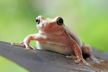 Litoria rubella tree frog on green leaves, Australian tree frog closeup on green leaves, Desert tree frog closeup