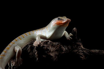 Sandfish lizard closeup on isolated background, Sandfish lizard 