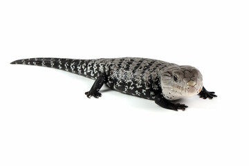 Dwarf axanthic blue tongue skink closeup on isolated background, Blue tongue skink closeup