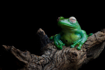 Rhacophorus dulitensis closeup on branch, Jade tree frog closeup on wood