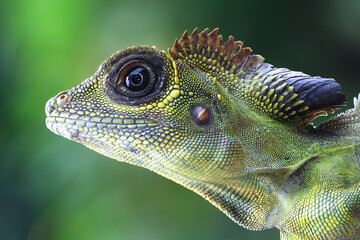 Great angle head lizard closep head,  Indonesian reptile