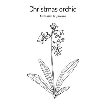Christmas orchid (Calanthe triplicata), medicinal plant.