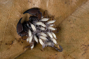 female Chaerilus Celebensis scorpion carrying her new cub on her back, Chaerilus Celebensis scorpion