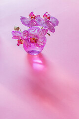 purple orchid in sunlight on pink background