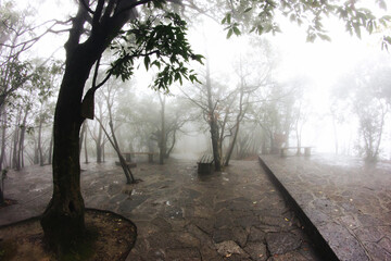 Mystic foggy forest background. Horror mysterious dark scenery. Morning rainy day. Dreamy woods...