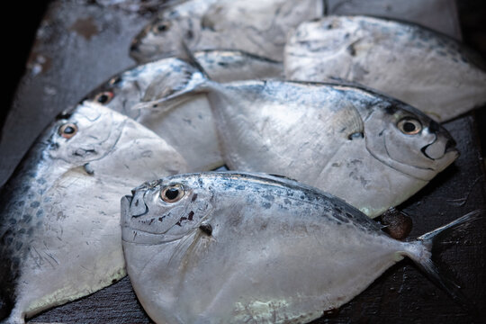 Fresh moonfish on the fish market. Razor moonfish, Mene maculata