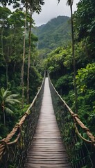 boardwalk in the forest