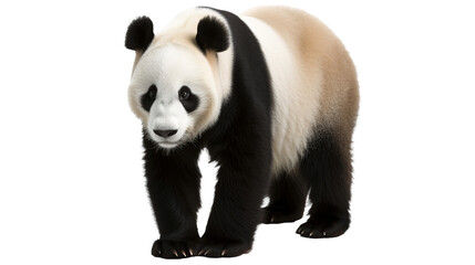 cute panda on transparent background
