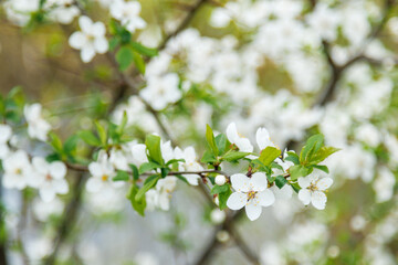 Close-up of beautiful white flowers of a fruit tree. Spring background with blossoming fruit tree.