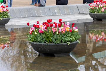 Colorful tulips flowers in the pond in front of the Rijksmuseum in Amsterdam. Netherlands