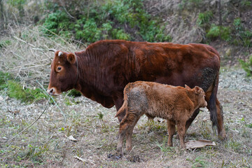 Fototapeta premium The Brown cow stands tall and strong, while the calf is playful and full of energy. The two animals are in a pasture, surrounded by green grass.
