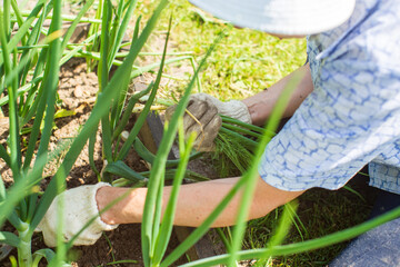 Farmer's hands harvest crops in the garden farm. Plantation work. Autumn harvest and healthy organic food concept close up with selective focus