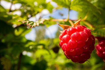 Ripe, juicy raspberry close-up. Garden fruit bush. Beautiful natural rural landscape. The concept of healthy food with vitamins