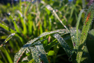 Closeup of lush uncut green grass with drops of dew in soft morning light. Beautiful natural rural landscape for nature-themed design and projects
