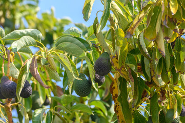 avocado on tree branches in Cyprus 13