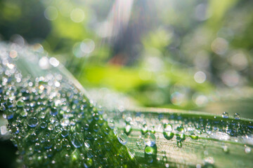 Closeup of lush uncut green grass with drops of dew in soft morning light. Beautiful natural rural...