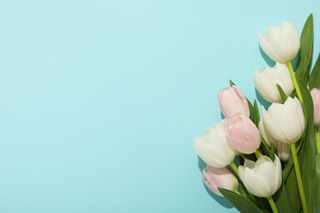 Fresh beautiful tulips on a light background