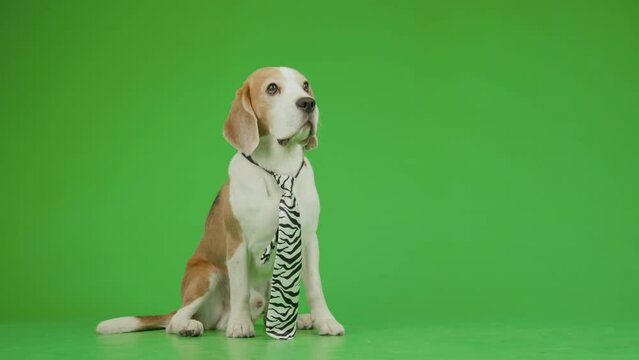 Full semi-lateral shot of brown nd white Beagle dog wearing long black and white tie, sitting still on chroma key background, blinking, moving its head down and upFull semi-lateral shot of brown nd wh