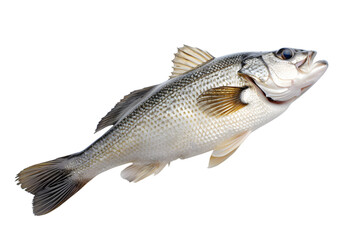 Raw seabass. One fresh sea bass fish isolated on white or transparent background
