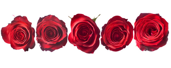 red rose set flower close-up isolated on white or transparent background 